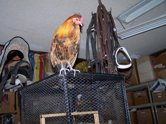 69838_chickens_099.jpg