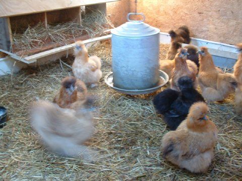 69877_in_barn_silkies.jpg