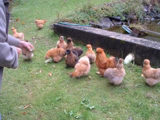 69877_silkies_near_pond.jpg