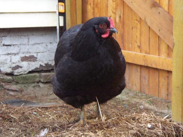 69907_rossie-front.jpg