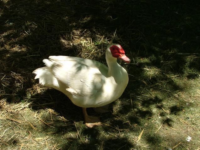 69932_dscf2398.jpg