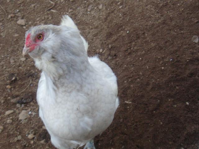 69933_p1010147.jpg