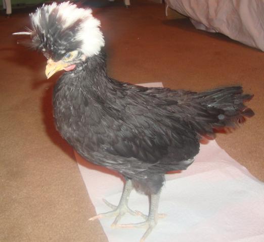 69953_eagle.jpg
