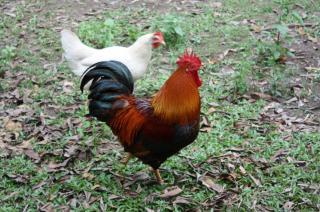 69959_rooster3.jpg