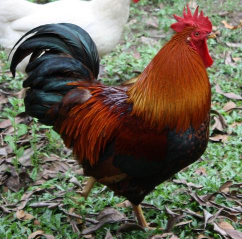 69959_rooster7.jpg