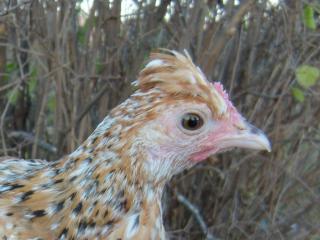 69973_close_up_of_pyncheon_pullet.jpg