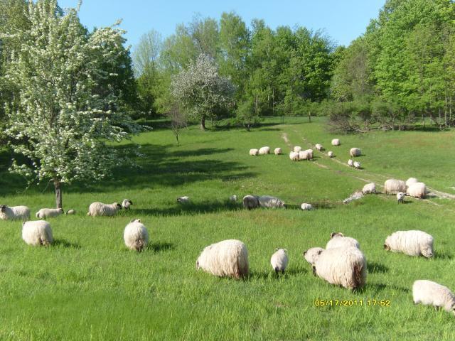 69973_sheep_2011_029.jpg