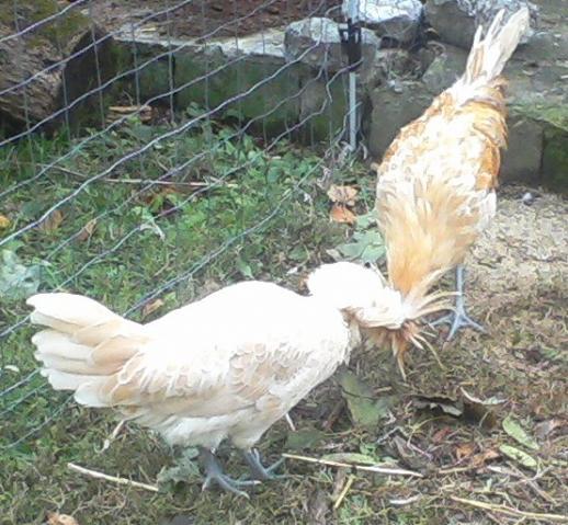 70002_1020101131a.jpg