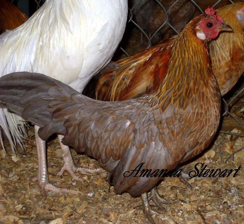70005_hen.jpg