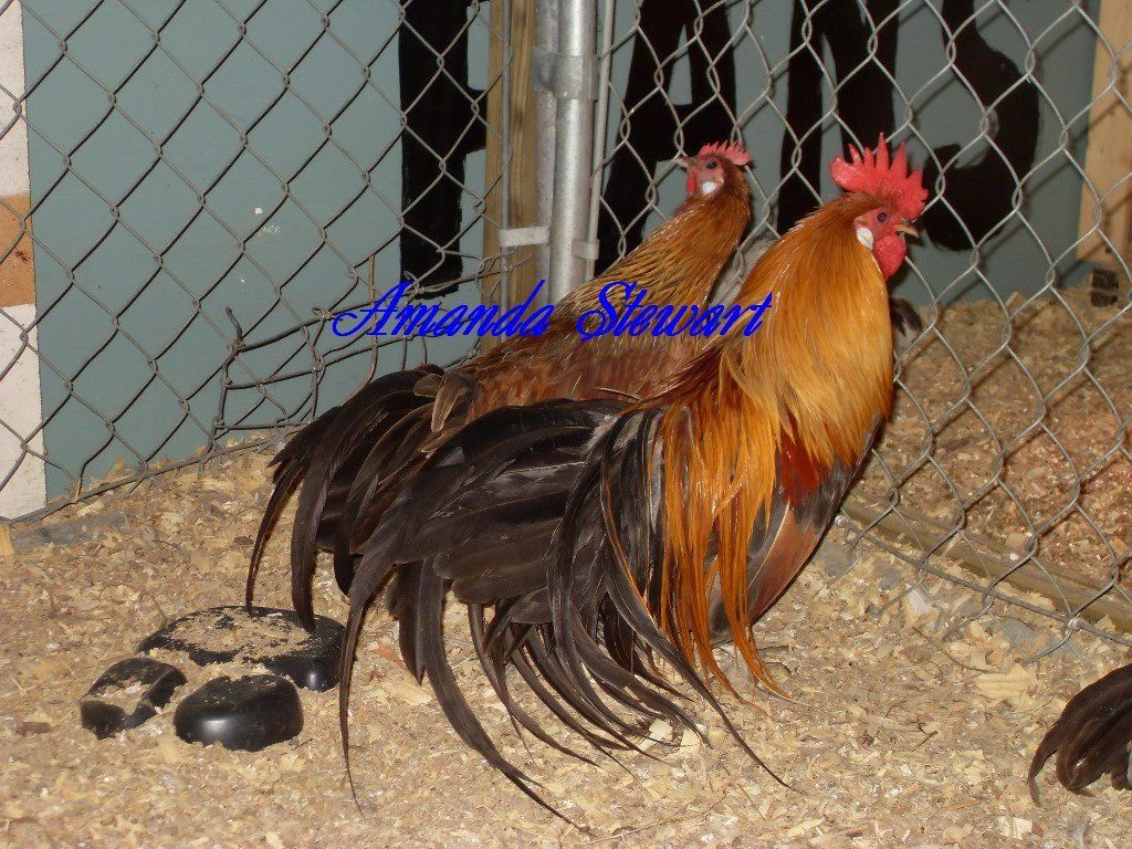 70005_roo1.jpg