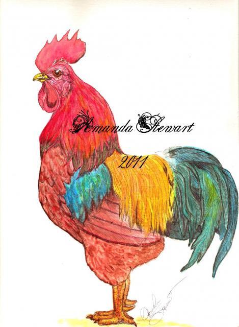 70005_roosterwatercolora.jpg
