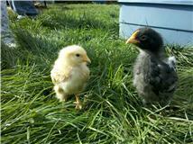 70035_chicks3.jpg