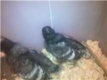 70035_chicks4.jpg
