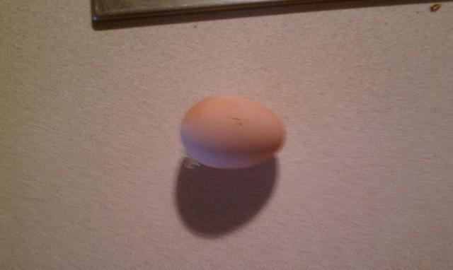 70035_christinas_first_egg.jpg