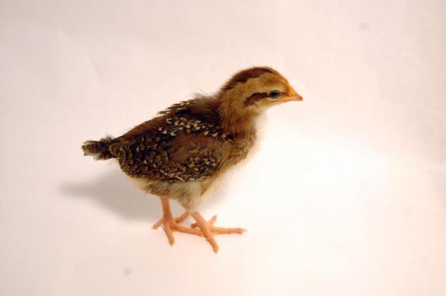 70035_speckled_sussex_chick.jpg