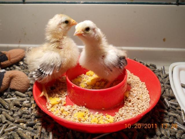 70041_chixfeeder.jpg