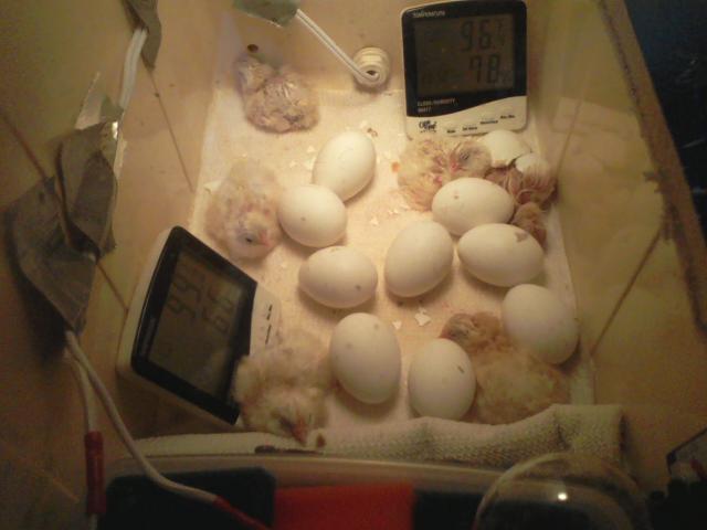 70052_0209110751.jpeg
