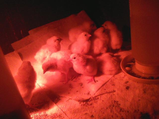 70052_0210110749.jpeg