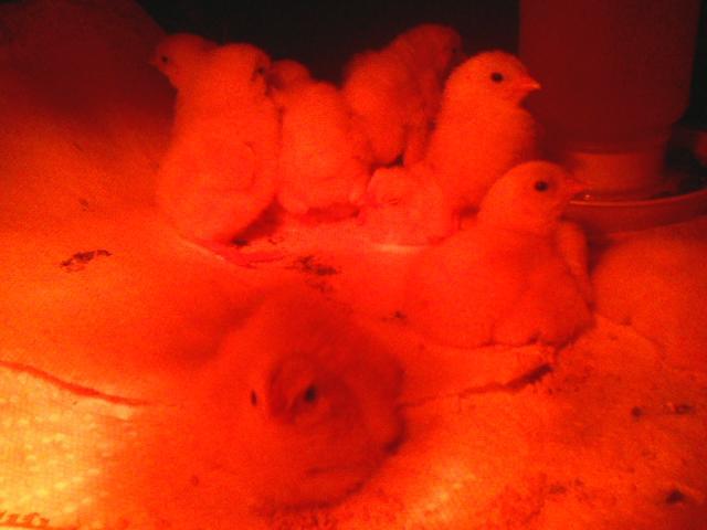 70052_0210110751.jpeg