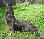 70052_black_sumatera_rooster.jpg