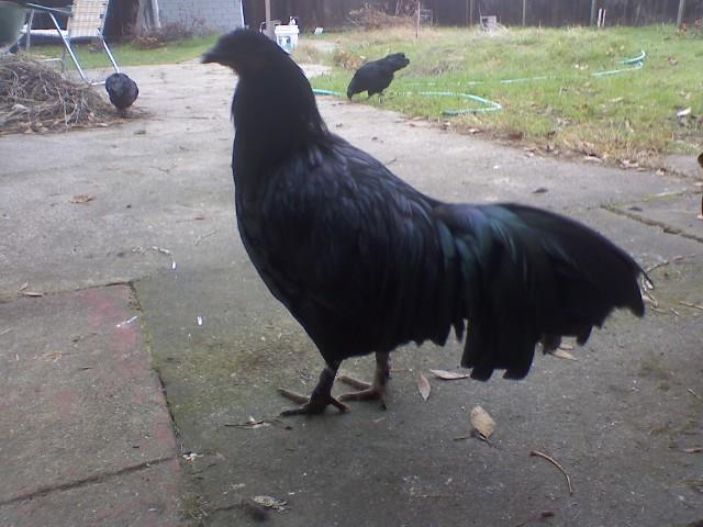 70052_rooster_6.jpg