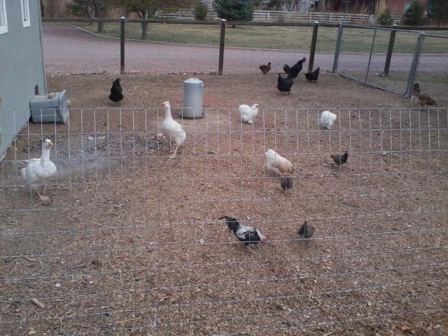 70082_hen_yard.jpg