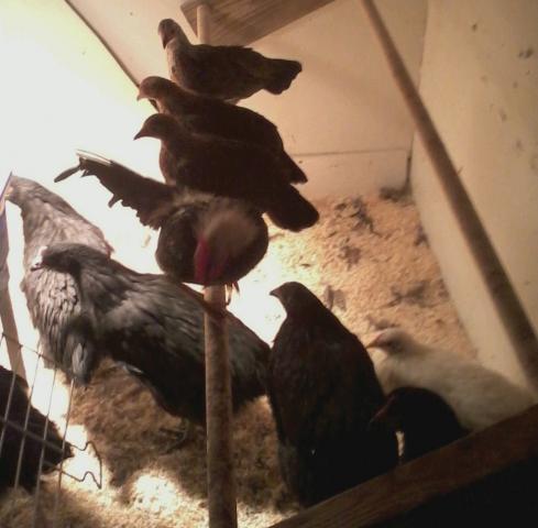 70082_little_man_and_hens.jpg
