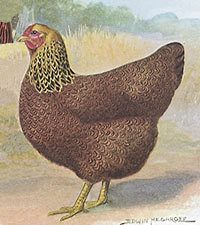 70082_partridge_wyandotte_main.jpg