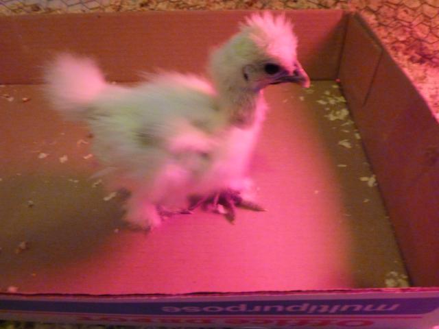 70082_white_silkie.jpg