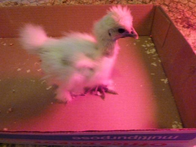 70082_white_silkie.jpg