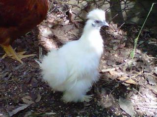 70151_white_silkie.jpg