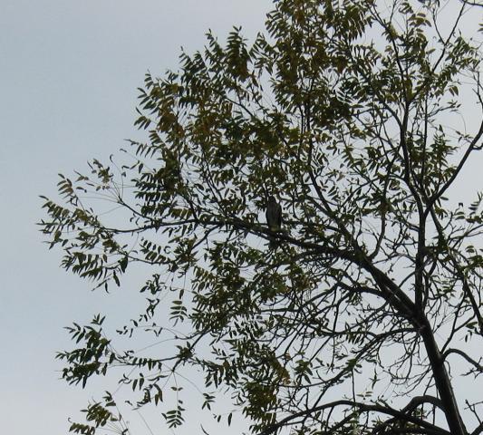 70238_hawk.jpg