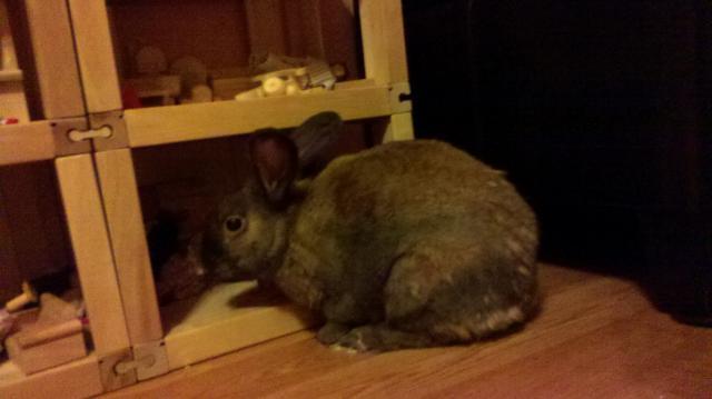 70289_bunny.jpg