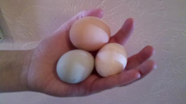 70289_eggs.jpg