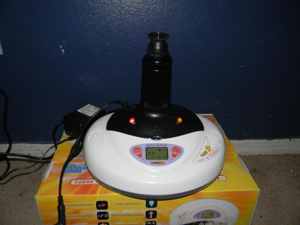 70328_candlingrcomeggs_001.jpg