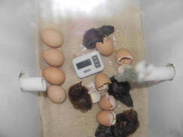 70328_chicks_hatching_001.jpg