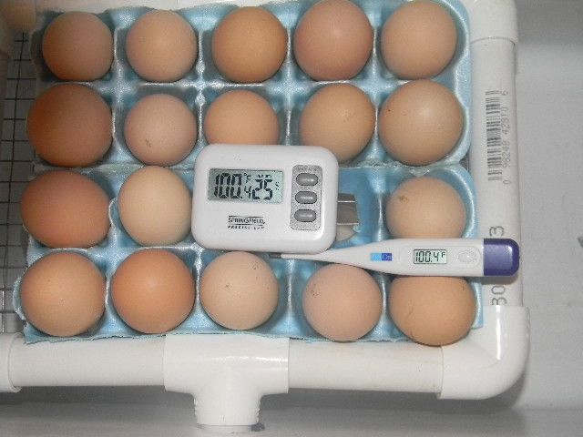 70328_newchickeneggs_002.jpg