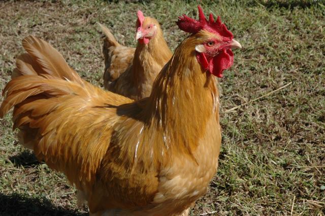 70350_chickens_in_october_021.jpg