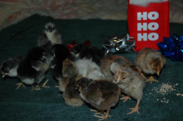 70350_chicks_on_christmas_012.jpg