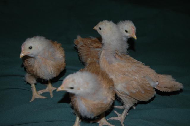 70350_chicks_on_january_10th_012.jpg