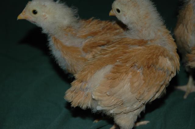 70350_chicks_on_january_10th_018.jpg