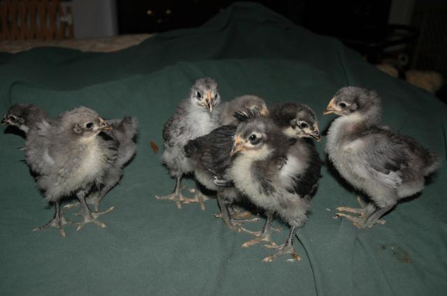 70350_chicks_on_january_10th_022.jpg