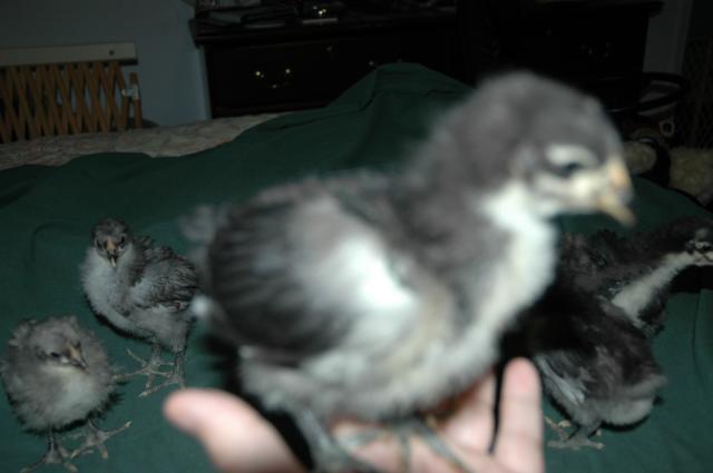70350_chicks_on_january_10th_023.jpg