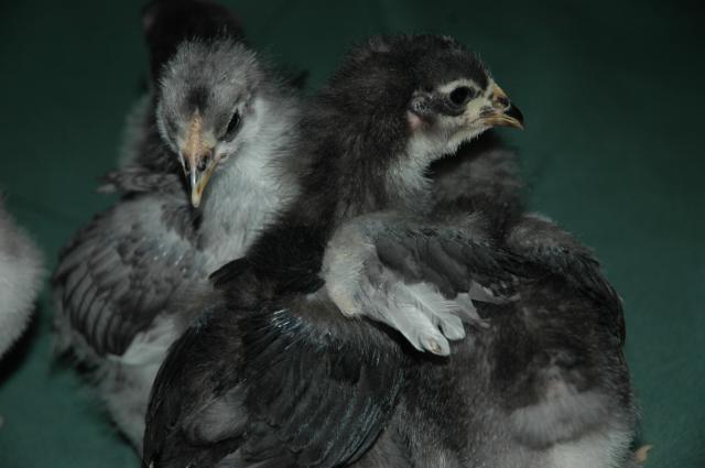 70350_chicks_on_january_10th_028.jpg