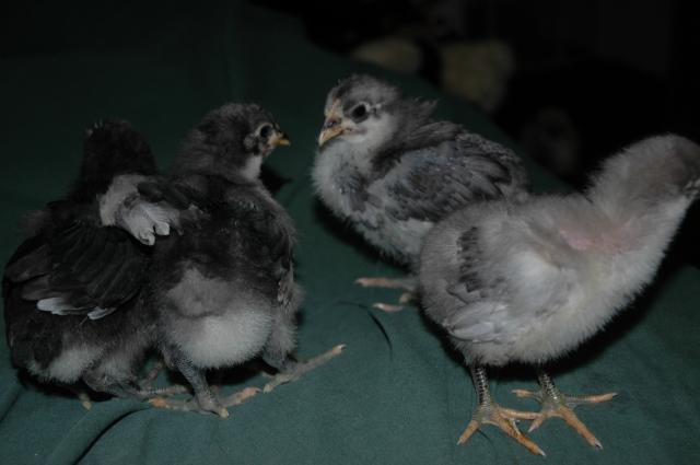 70350_chicks_on_january_10th_030.jpg