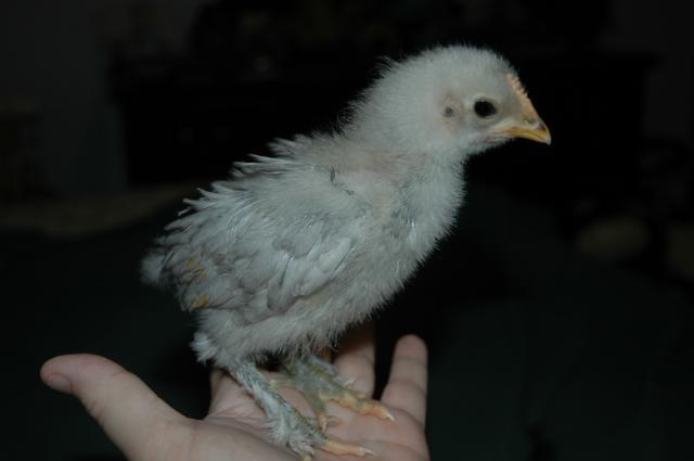 70350_chicks_on_january_10th_034.jpg