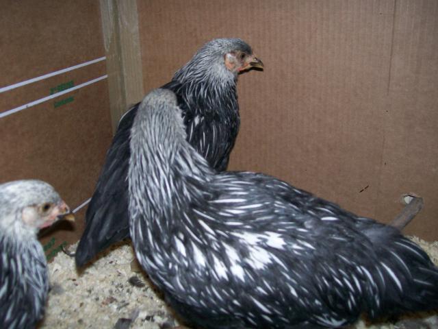 70356_100_3749.jpg