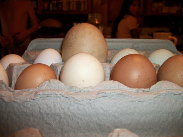 7036_1st_egg_within_an_egg_2010_015.jpg