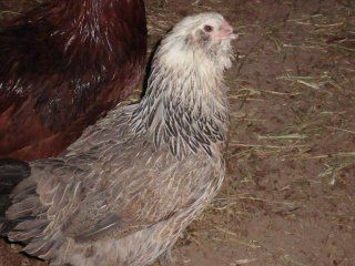 7036_ameraucana1.jpg