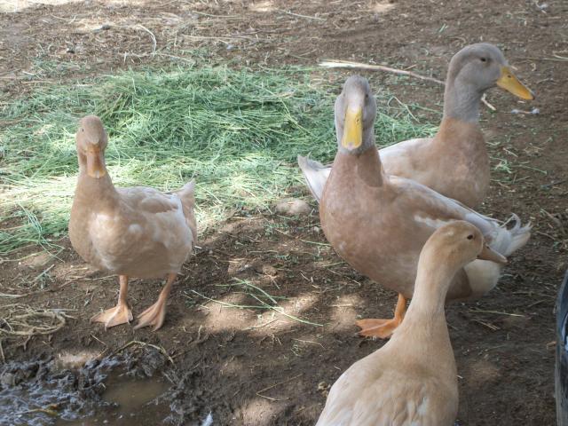 7036_ducks_037.jpg